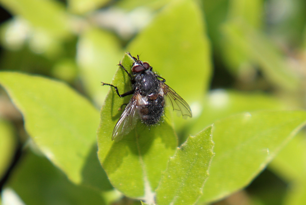 Ernestia cf. rudis.